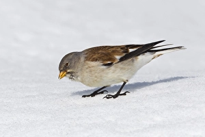 Sneeuwvink Prints: Sneeuwvink, White-winged Snowfinch, Montifringilla nivalis