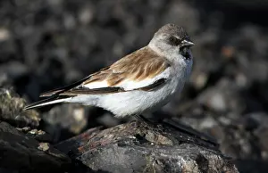 Sneeuwvink Prints: Sneeuwvink, White-winged Snowfinch, Montifringilla nivalis