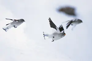 Sneeuwvink Prints: Sneeuwvink, White-winged Snowfinch, Montifringilla nivalis nivalis