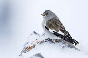 Sneeuwvink Prints: Sneeuwvink, White-winged Snowfinch, Montifringilla nivalis nivalis