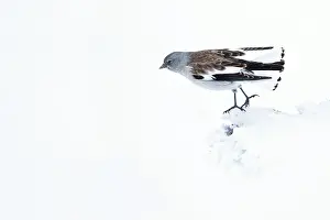Sneeuwvink Prints: Sneeuwvink, White-winged Snowfinch, Montifringilla nivalis nivalis