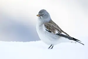 Sneeuwvink Prints: Sneeuwvink, White-winged Snowfinch, Montifringilla nivalis nivalis
