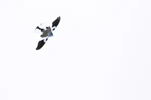 Sneeuwvink, White-winged Snowfinch, Montifringilla nivalis nivalis