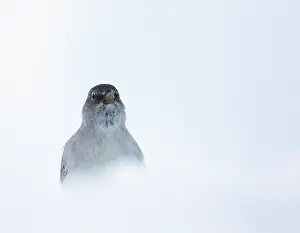 Montifringilla Prints: Sneeuwvink, White-winged Snowfinch, Montifringilla nivalis nivalis