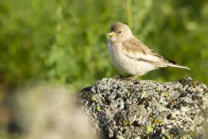 : Sneeuwvink, White-winged Snowfinch, Montifringilla nivalis