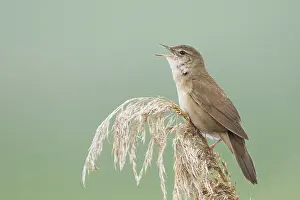 Moerasvogel Prints: Snor, Savi's Warbler, Locustella luscinioides