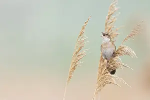 Moerasvogel Prints: Snor, Savi's Warbler, Locustella luscinioides