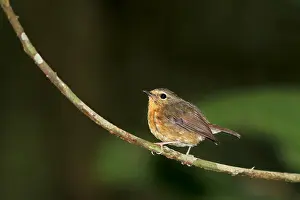 2014 Prints: Snowy-browed flycatcher, Ficedula hyperythra