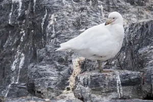 Images Dated 25th November 2023: Snowy Sheathbill, Chionis albus