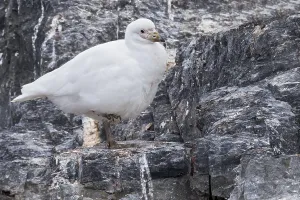 Images Dated 25th November 2023: Snowy Sheathbill, Chionis albus