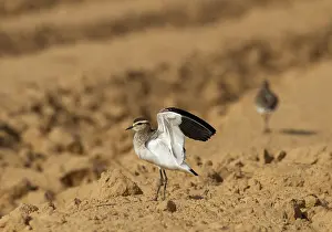 : Sociable Lapwing, Vanellus gregarius