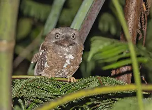 Images Dated 1st August 2023: Solomons Frogmouth, Rigidipenna inexpectata