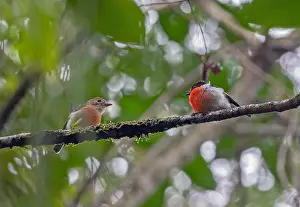 Melanesia Prints: Solomons Robin, Petroica polymorpha