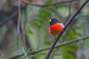 Melanesia Prints: Solomons Robin, Petroica polymorpha