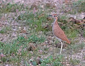 Images Dated 15th November 2012: Somali courser, Cursorius somalensis