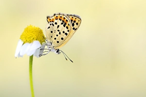 Images Dated 24th May 2023: Sooty Copper, Lycaena tityrus