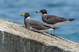 Meeuw Prints: Sooty Gull, Hemprichs Meeuw, Ichthyaetus hemprichii