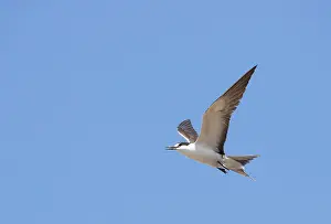 Images Dated 23rd April 2018: Sooty Tern, Onychoprion fuscatus