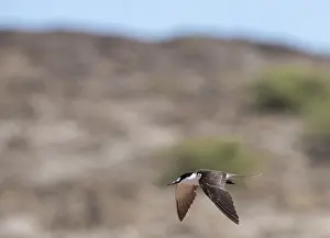 Images Dated 23rd April 2018: Sooty Tern, Onychoprion fuscatus