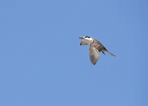 Images Dated 23rd April 2018: Sooty Tern, Onychoprion fuscatus