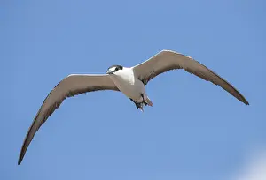 Images Dated 23rd April 2018: Sooty Tern, Onychoprion fuscatus
