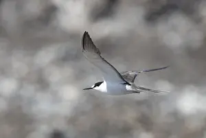 Images Dated 23rd April 2018: Sooty Tern, Onychoprion fuscatus