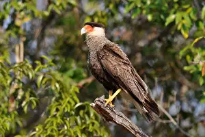 Images Dated 18th August 2010: Southern Caracara, Kuifcaracara, Caracara plancus