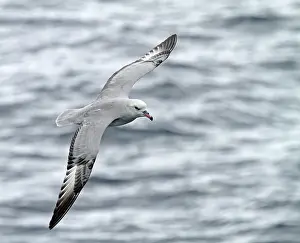 Grijze Prints: Southern Fulmar, Fulmarus glacialoide