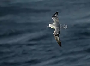 Grijze Prints: Southern Fulmar, Fulmarus glacialoide