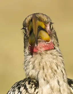 Images Dated 15th September 2008: Southern Yellow-Billed Hornbill, Tockus leucomelas