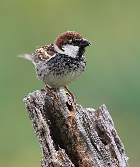 Hispaniolensis Prints: Spaanse Mus; Spanish Sparrow; Passer hispaniolensis