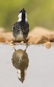 Images Dated 5th April 2018: Spanish Sparrow