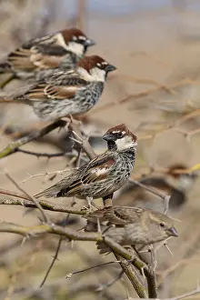 Spanish Prints: Spanish Sparrow