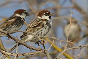 Spanish Prints: Spanish Sparrow