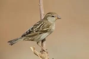 Spanish Prints: Spanish Sparrow