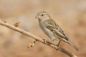 Spanish Prints: Spanish Sparrow