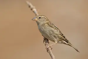 Spanish Prints: Spanish Sparrow