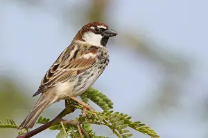 Spanish Prints: Spanish Sparrow