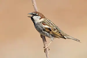 Spanish Prints: Spanish Sparrow