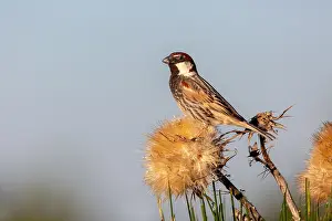 Hispaniolensis Prints: Spanish Sparrow; Passer hispaniolensis