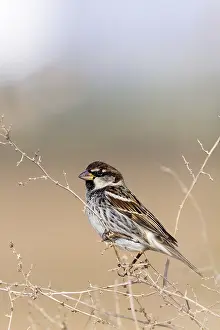 : Spanish Sparrow, Spaanse Mus; Passer hispaniolensis