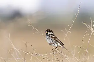 : Spanish Sparrow, Spaanse Mus; Passer hispaniolensis