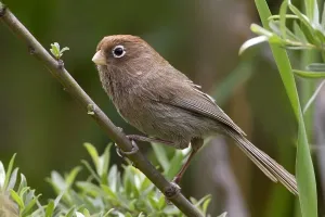 Conspicillata Prints: Spectacled parrotbill, Suthora conspicillata