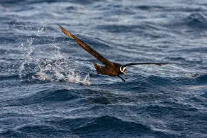 Conspicillata Prints: Spectacled Petrel, Procellaria conspicillata