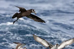 Conspicillata Prints: Spectacled Petrel, Procellaria conspicillata