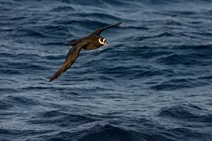 Conspicillata Prints: Spectacled Petrel, Procellaria conspicillata