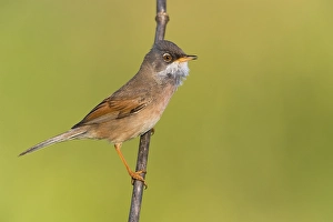 Conspicillata Prints: Spectacled Warbler, Sylvia conspicillata