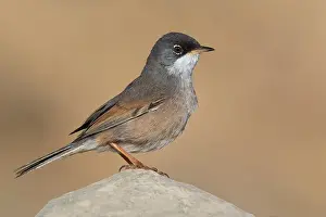 Conspicillata Prints: Spectacled Warbler, Sylvia conspicillata orbitalis