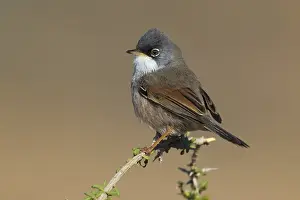Conspicillata Prints: Spectacled Warbler, Sylvia conspicillata orbitalis