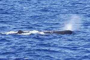 Images Dated 25th August 2022: Sperm whale, Physeter macrocephalus